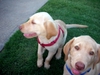 Puppies and Florida Trip 2006 034.jpg